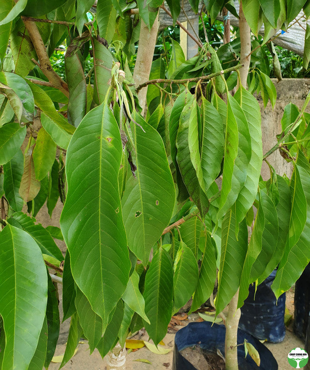 Magnolia x alba