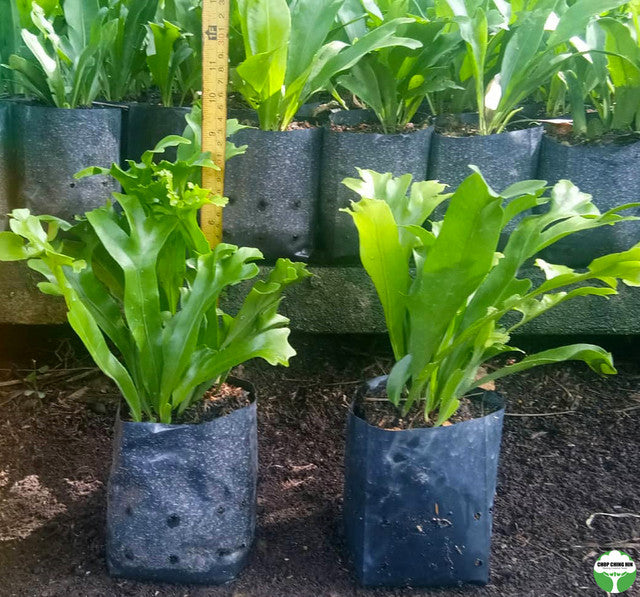 Microsorum punctatum 'Grandiceps'