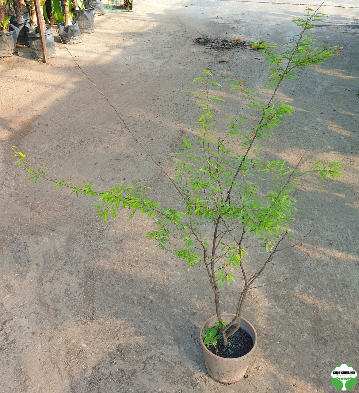 Mimosa diplotricha var. inermis