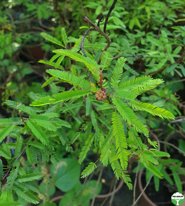 Mimosa diplotricha var. inermis