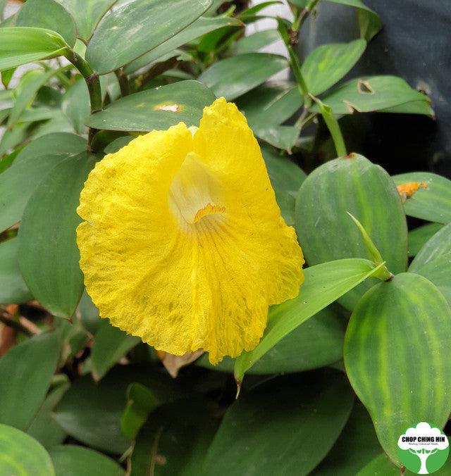 Monocostus uniflorus