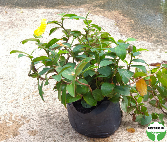 Monocostus uniflorus