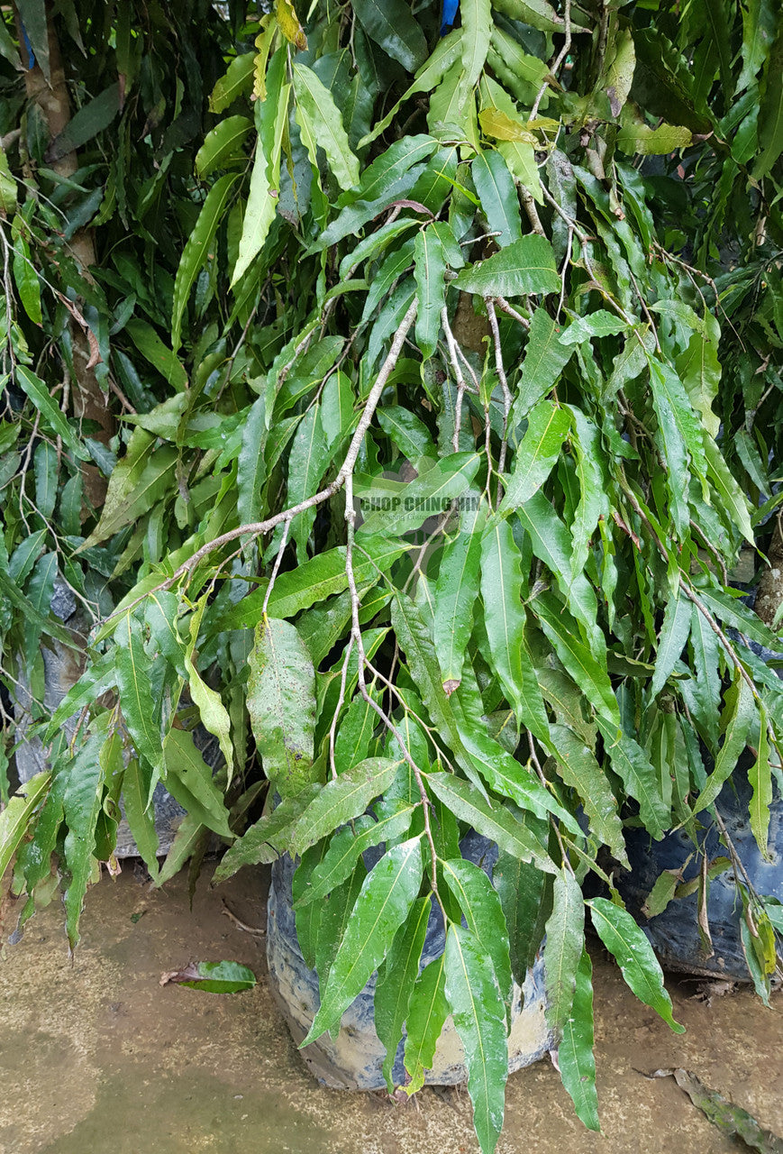 Monoon longifolium var. pendula