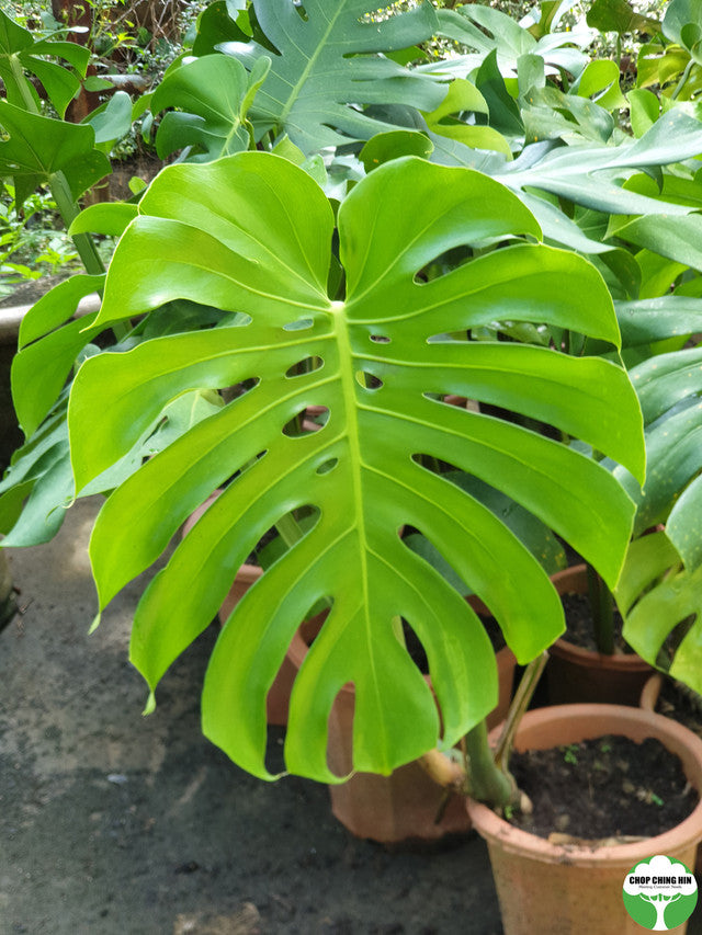 Monstera deliciosa 1