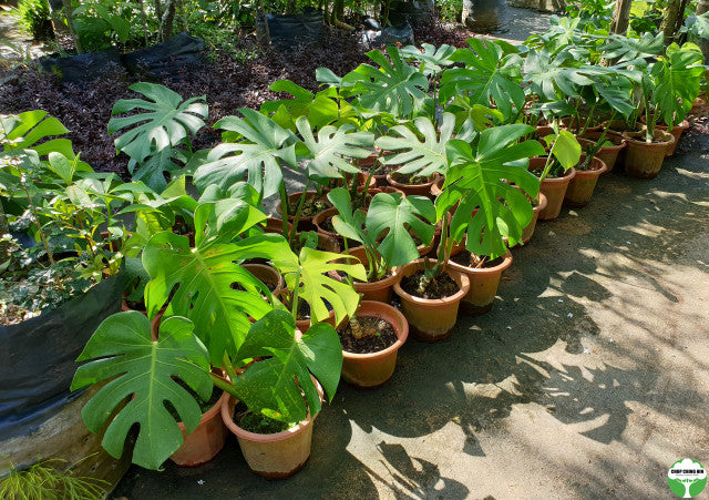 Monstera deliciosa 1