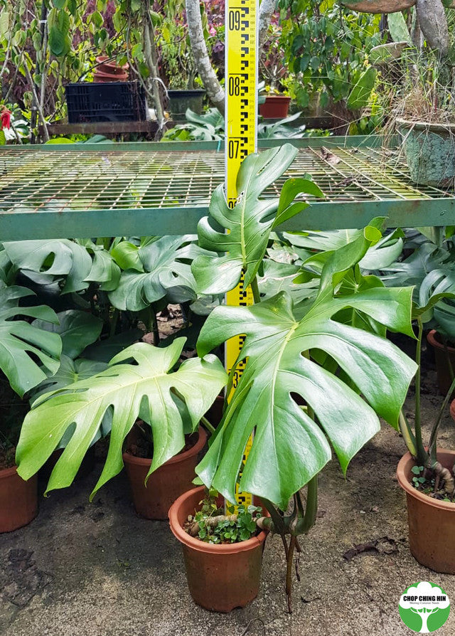 Monstera deliciosa 1