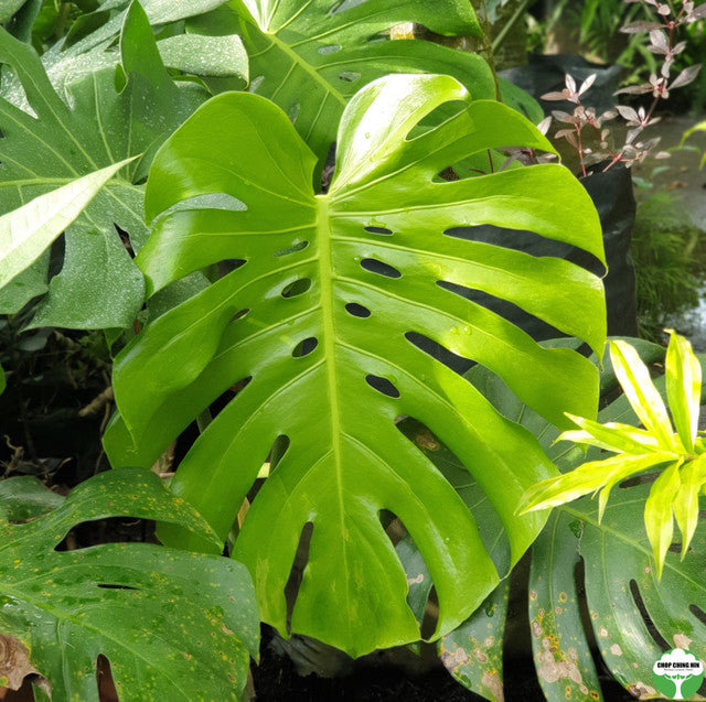 Monstera deliciosa 1