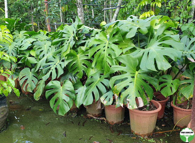 Monstera deliciosa 1
