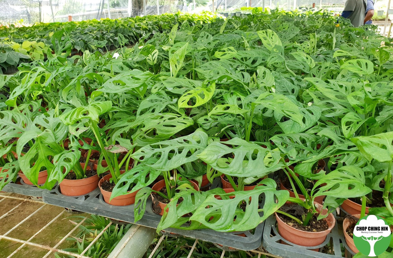 monstera plant for sale philippines Monstera obliqua – Chop Ching Hin Pte Ltd
