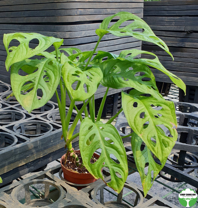 Monstera obliqua