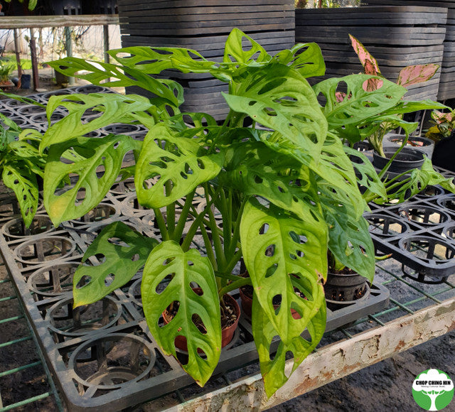 Monstera obliqua