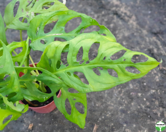 Monstera obliqua