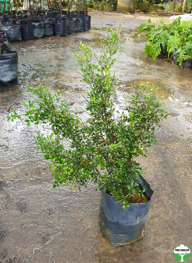 Murraya paniculata 'Min-A-Min'