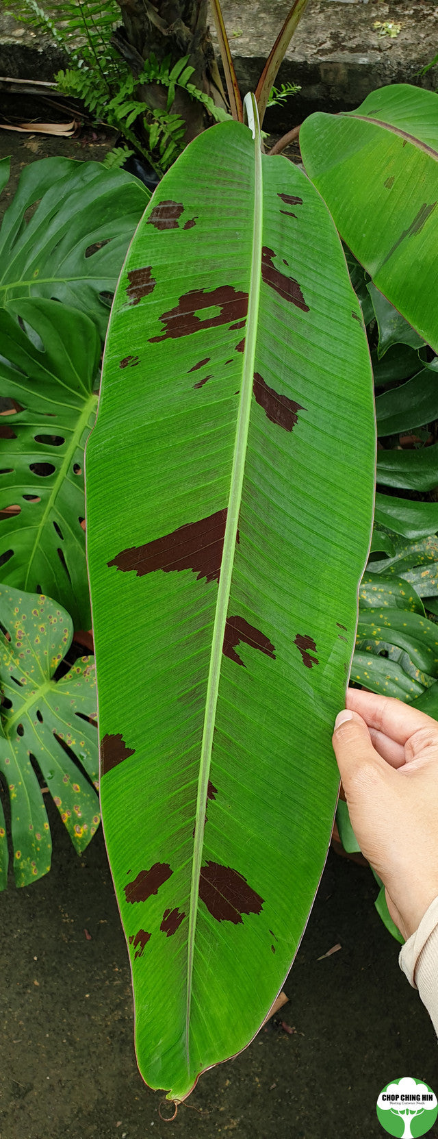 Musa sp.