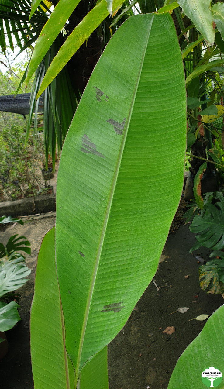 Musa sp.