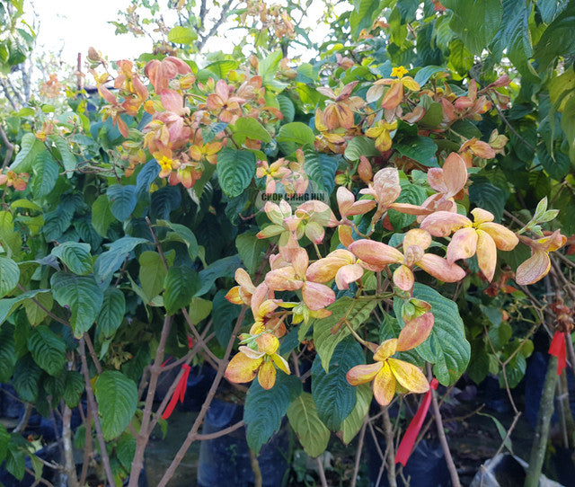 Mussaenda 'Calcutta'