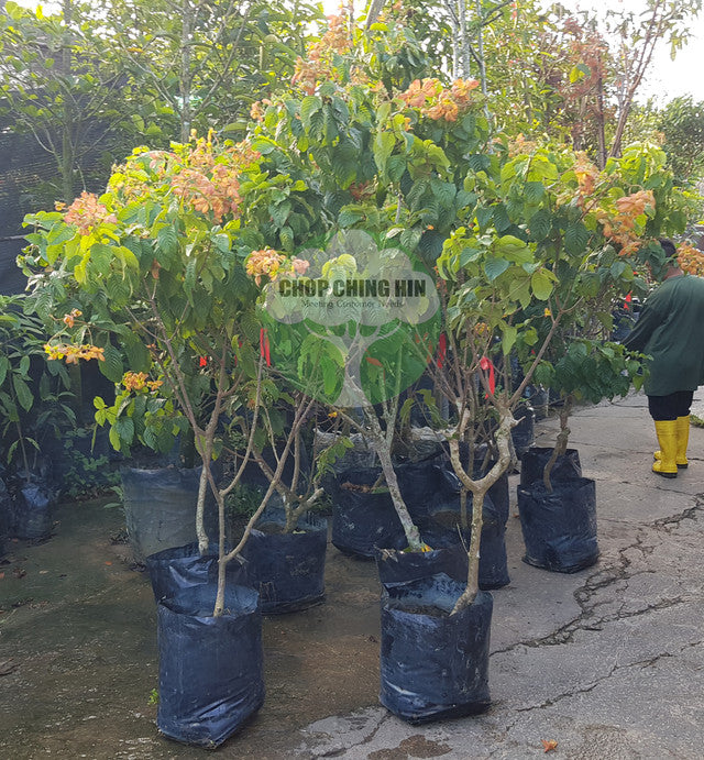 Mussaenda 'Calcutta'