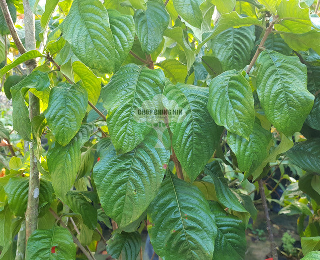 Mussaenda 'Calcutta'