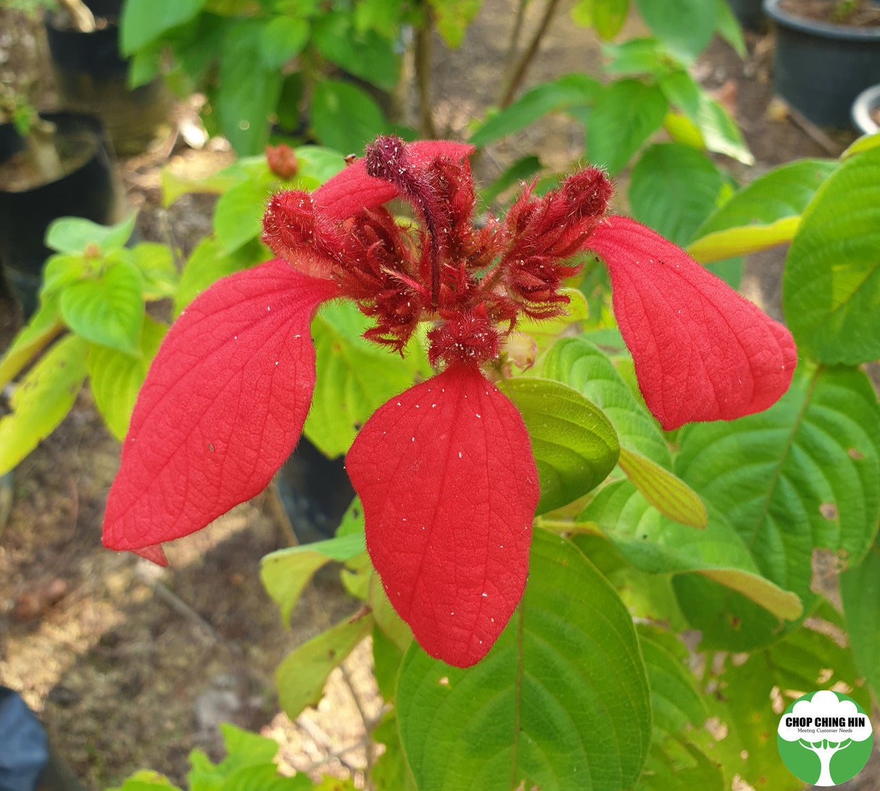 Mussaenda 'Dona Eva'