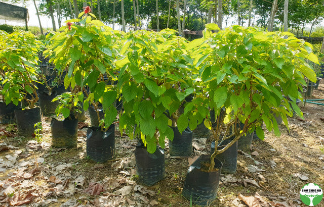 Mussaenda 'Dona Eva'