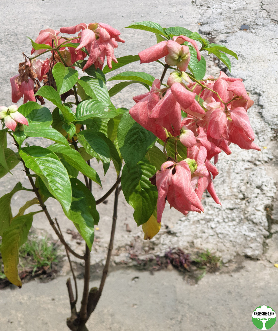 Mussaenda erythrophylla 'Dona Luz'