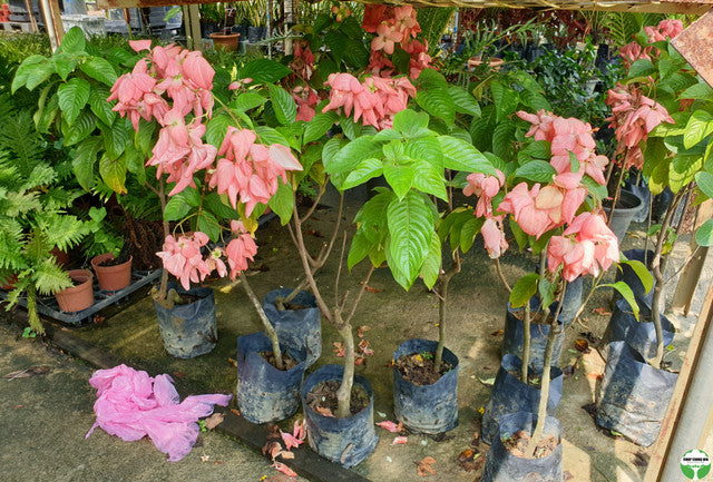 Mussaenda erythrophylla 'Dona Luz'