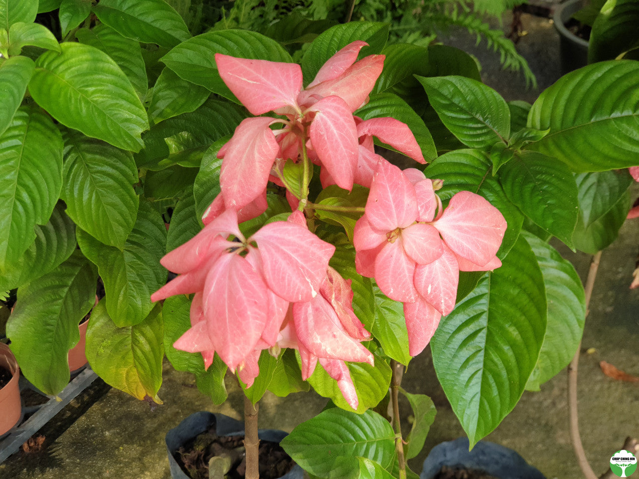 Mussaenda erythrophylla 'Dona Luz'