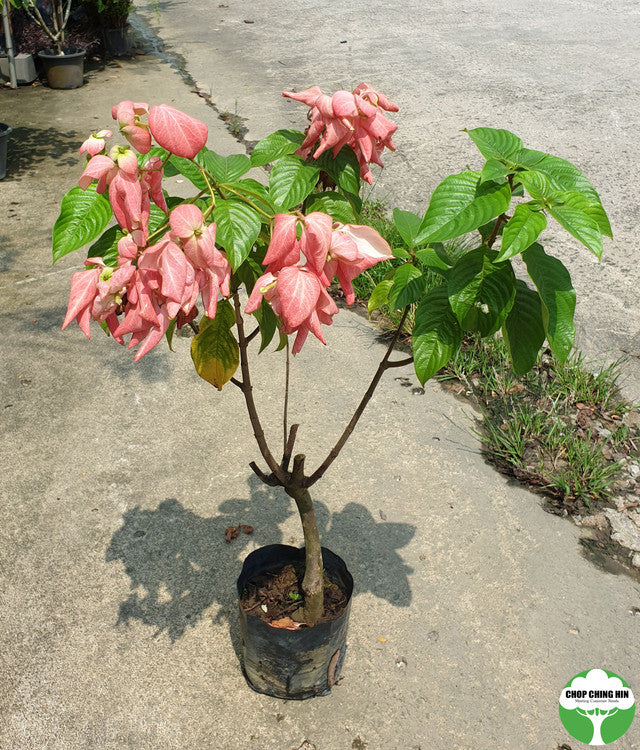 Mussaenda erythrophylla 'Dona Luz'