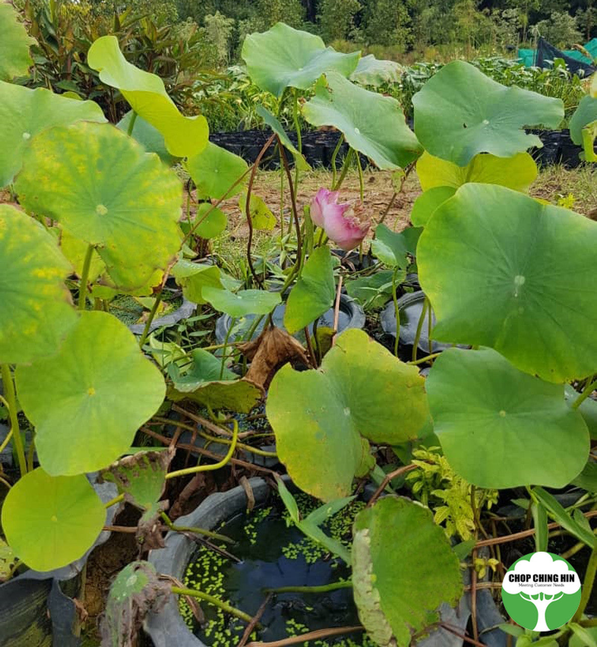 Nelumbo nucifera (Lotus)