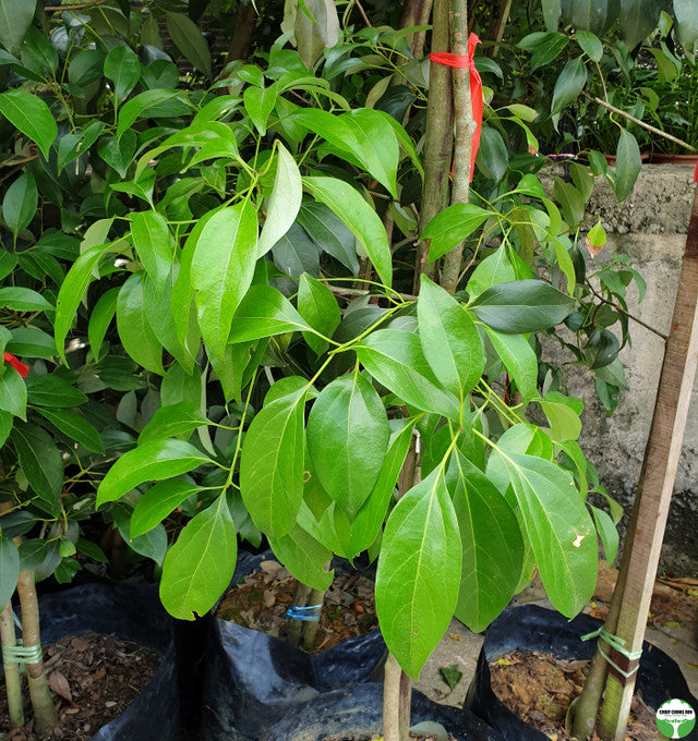 Neolitsea zeylanica