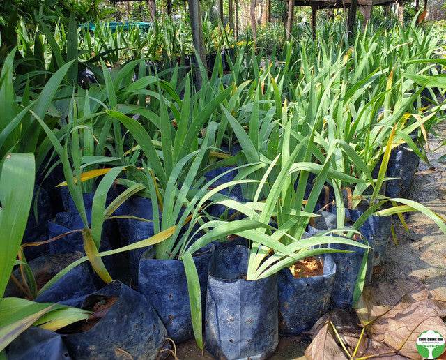 Neomarica longifolia
