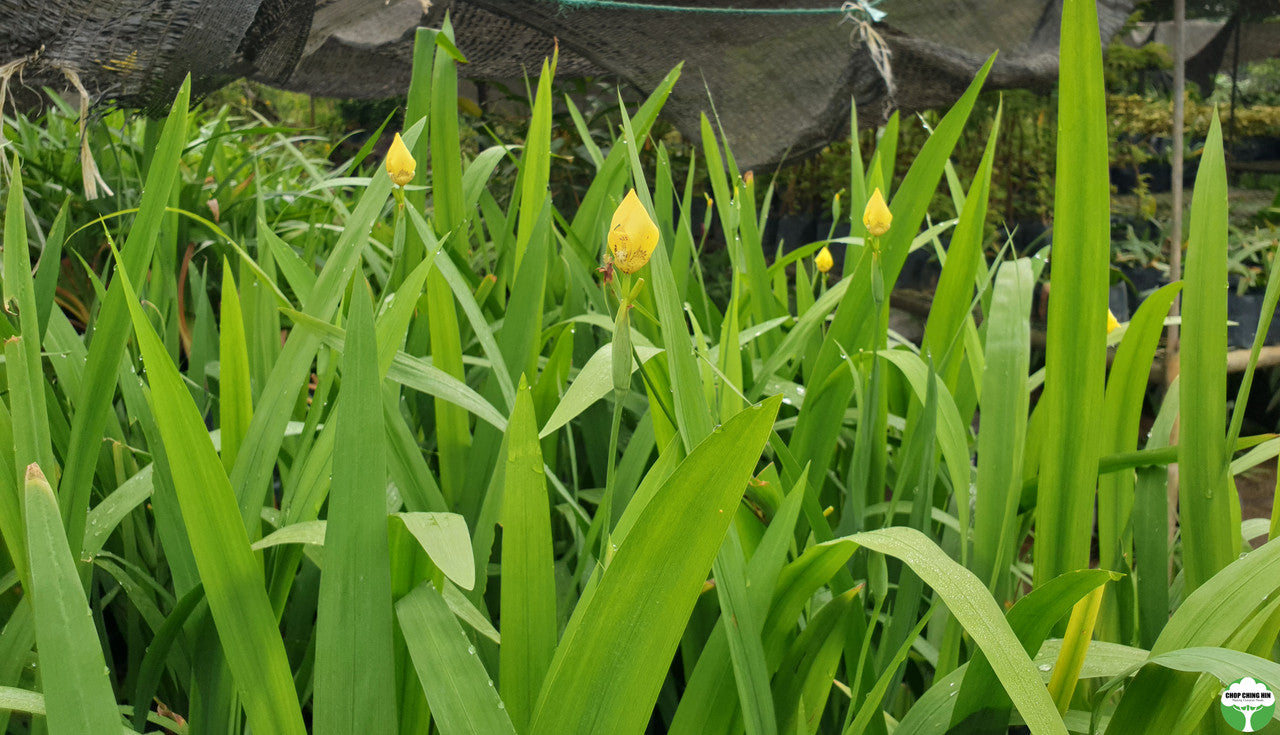 Neomarica longifolia