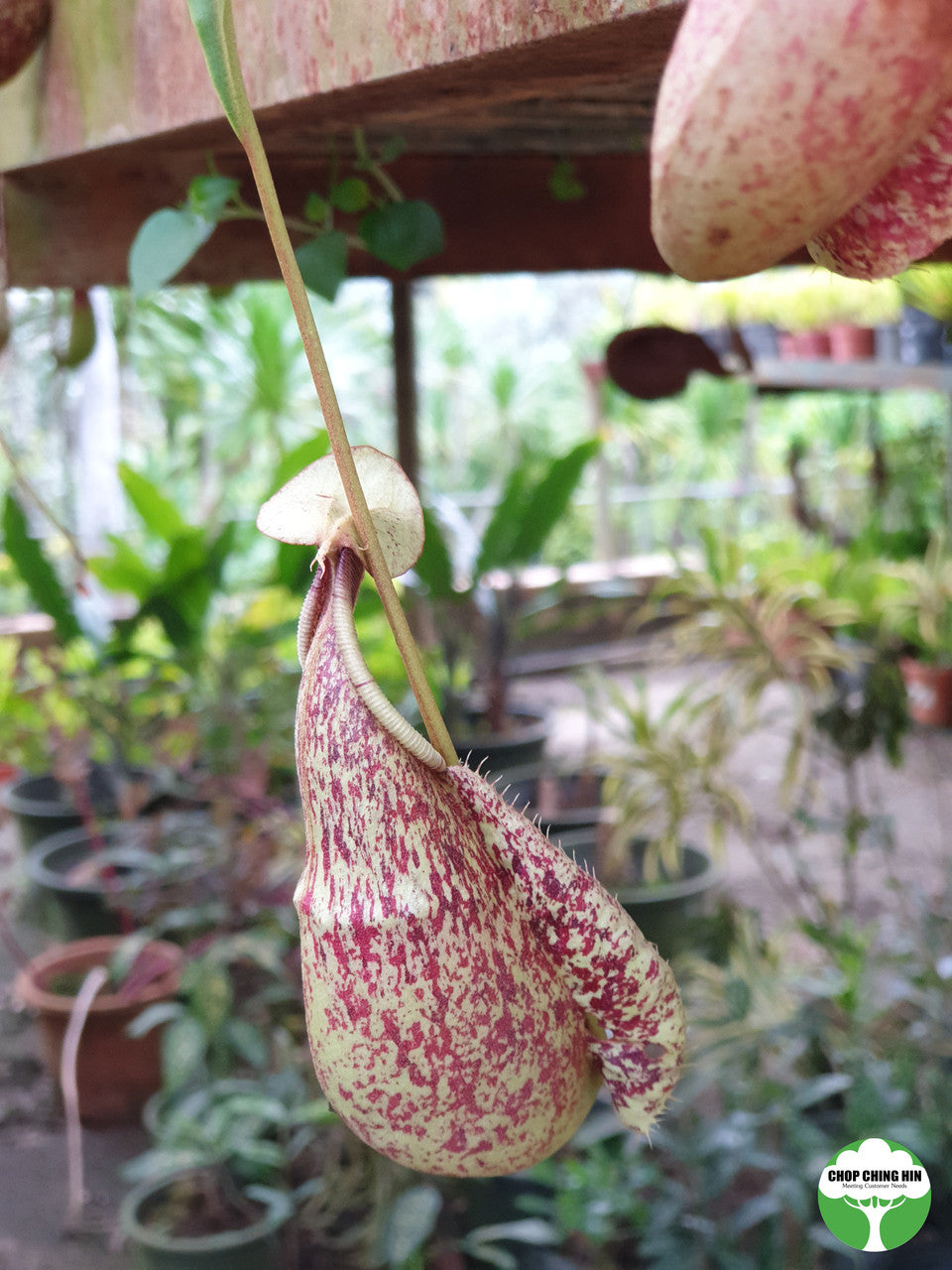 Nepenthes 'Miranda'