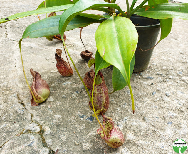 Nepenthes 'Miranda'