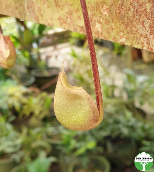 Nepenthes 'Miranda'