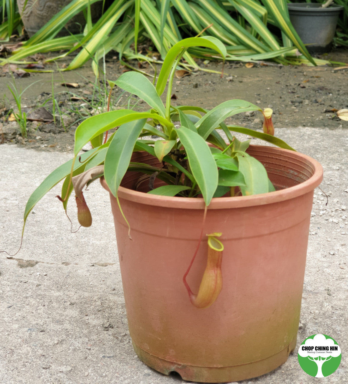 Nepenthes gracilis