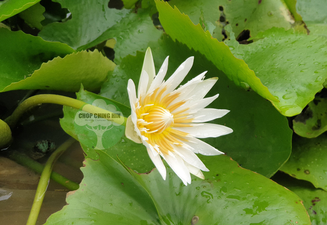 white water lily for sale Nymphaea cultivar (Water Lily) – Chop Ching Hin Pte Ltd