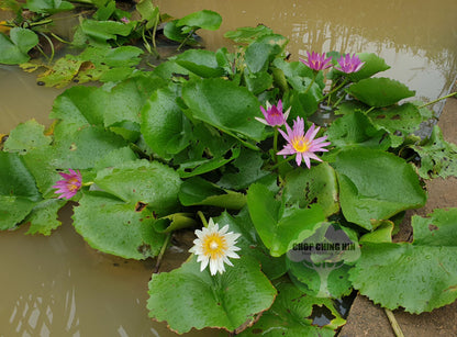 Nymphaea cultivar (Water Lily)