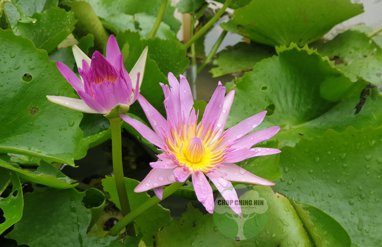 Nymphaea cultivar (Water Lily)