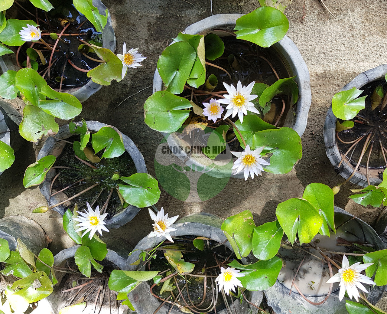 Nymphaea cultivar (Water Lily)
