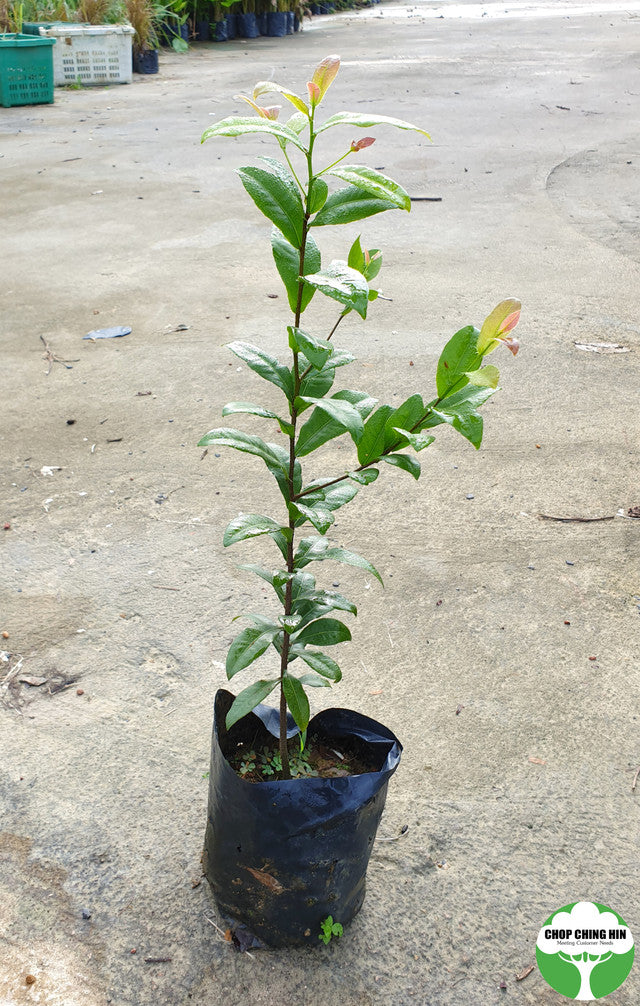 Ochna kirkii