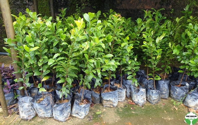 Ochna kirkii