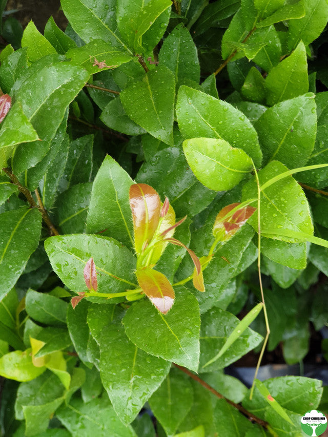 Ochna kirkii