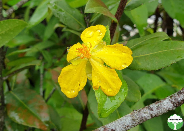 Ochna kirkii