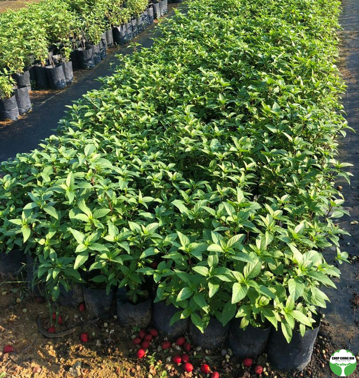 Ocimum basilicum (Basil)