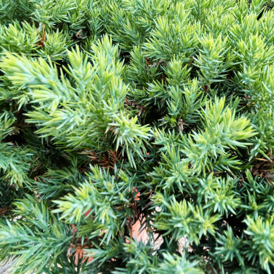 Large Sleeping Pine