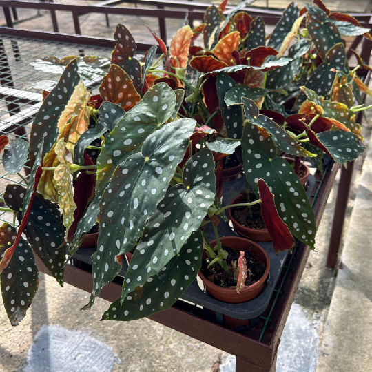 Polka Dot Begonia Maculata