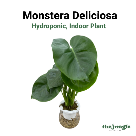 Hydroponic Monstera Deliciosa