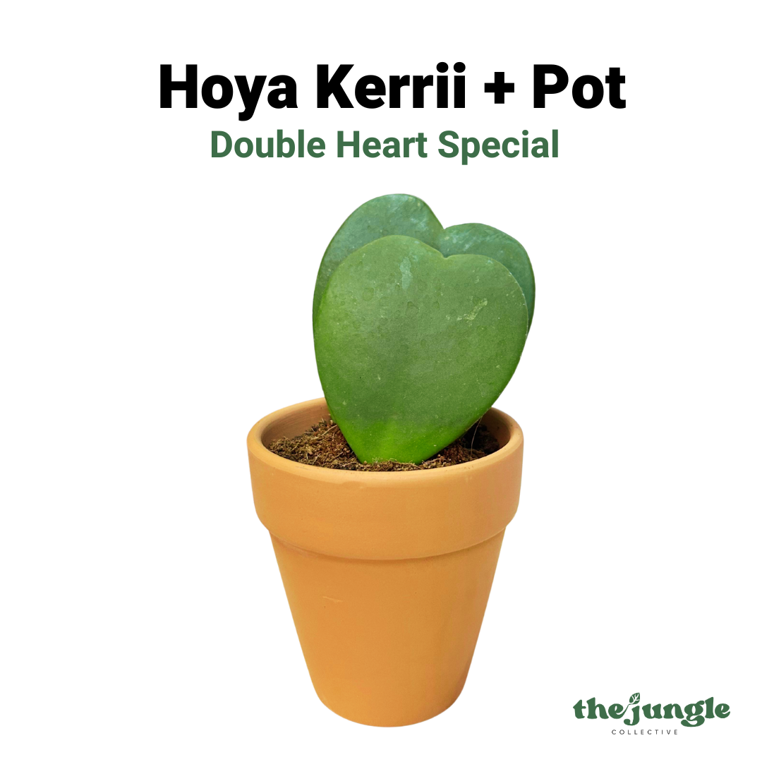 Hoya Kerrii