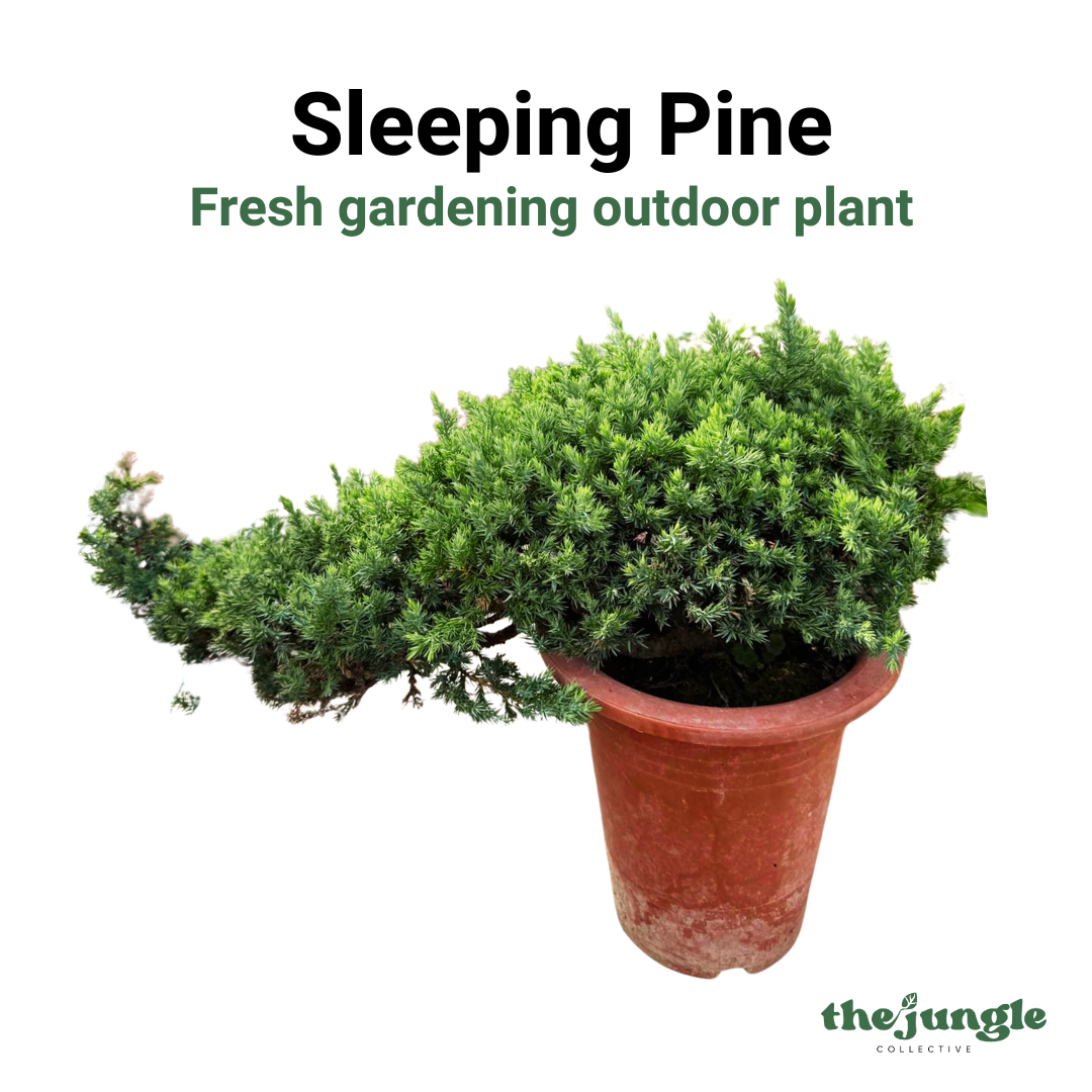 Large Sleeping Pine